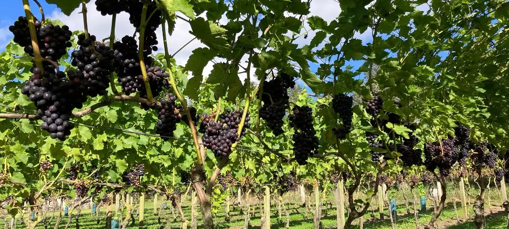 Vinranker på Vennebjerg Vingård