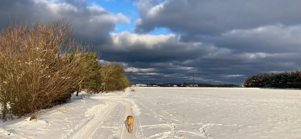 Hund på travetur i sne langs markvej ved Lønstrup