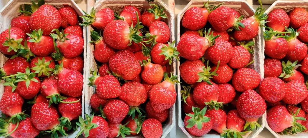 Stensgård Jordbær – friske jordbær og ærter Friskplukkede jordbær i bakker fra Stensgård Jordbær ved Lønstrup