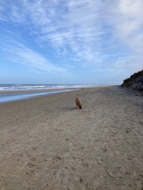 Hund på Nørlev Strand